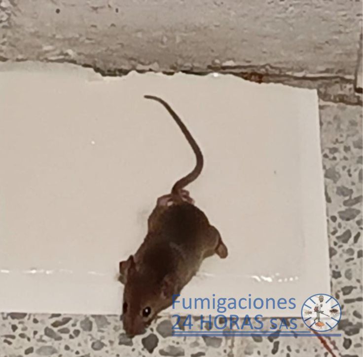 Productos de control físico